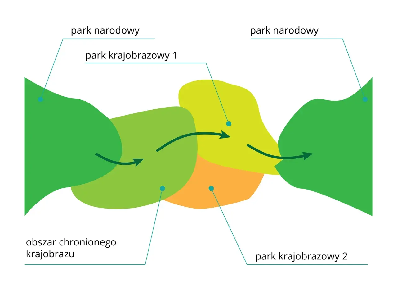 Schemat przedstawia połączenie parku narodowego z parkiem krajobrazowym i obszarem chronionego krajobrazu.