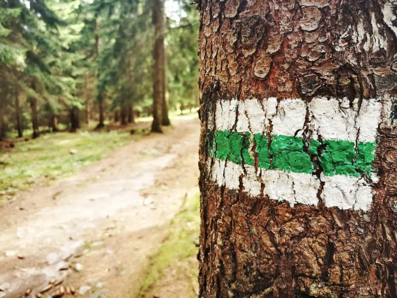 Zielony szlak turystyczny na pniu drzewa zaprasza do aktywnego wypoczynku w lesie. Ścieżka prowadzi przez gęsty las.